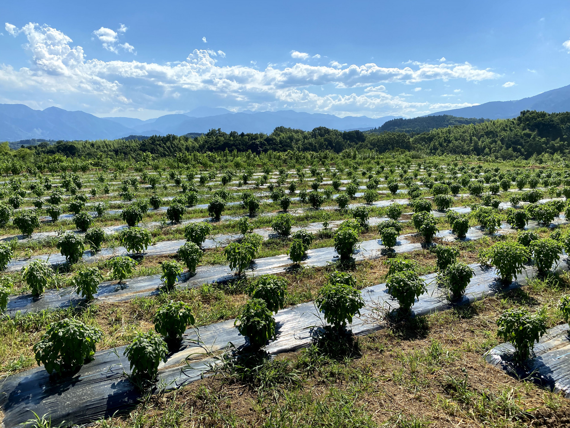 リモージュ農園