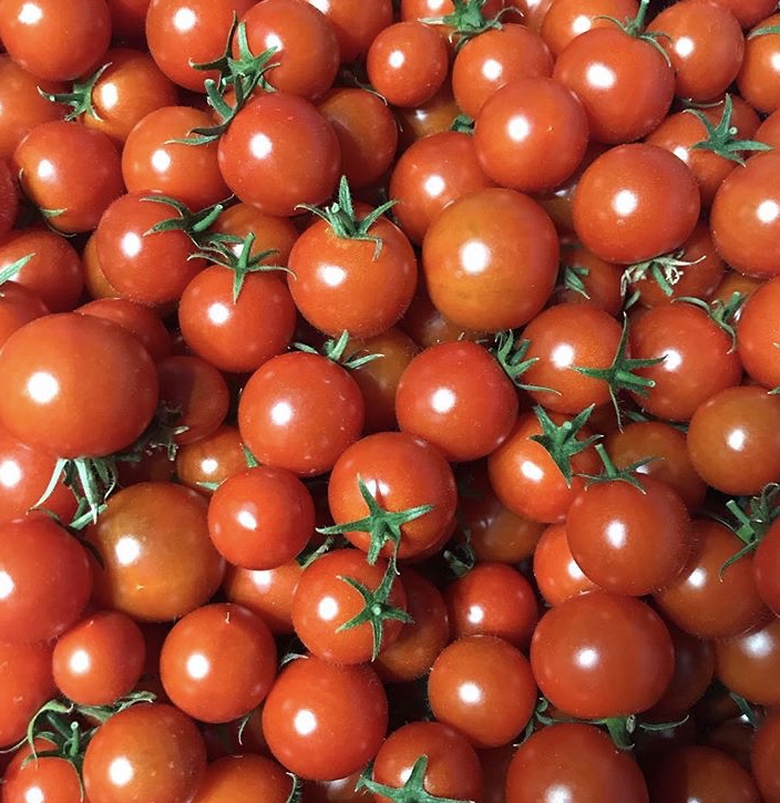 収穫したトマト