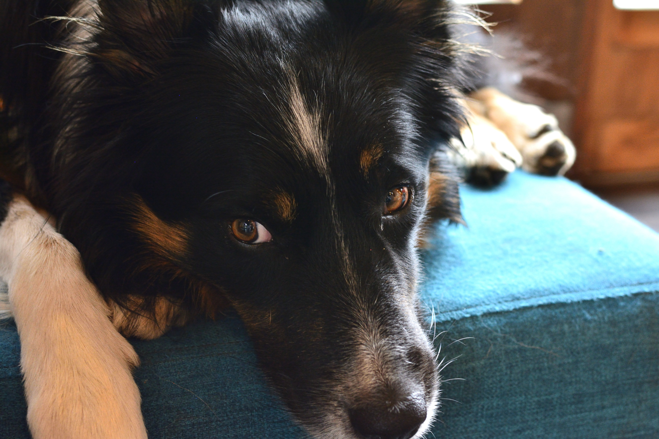 番犬テラの写真