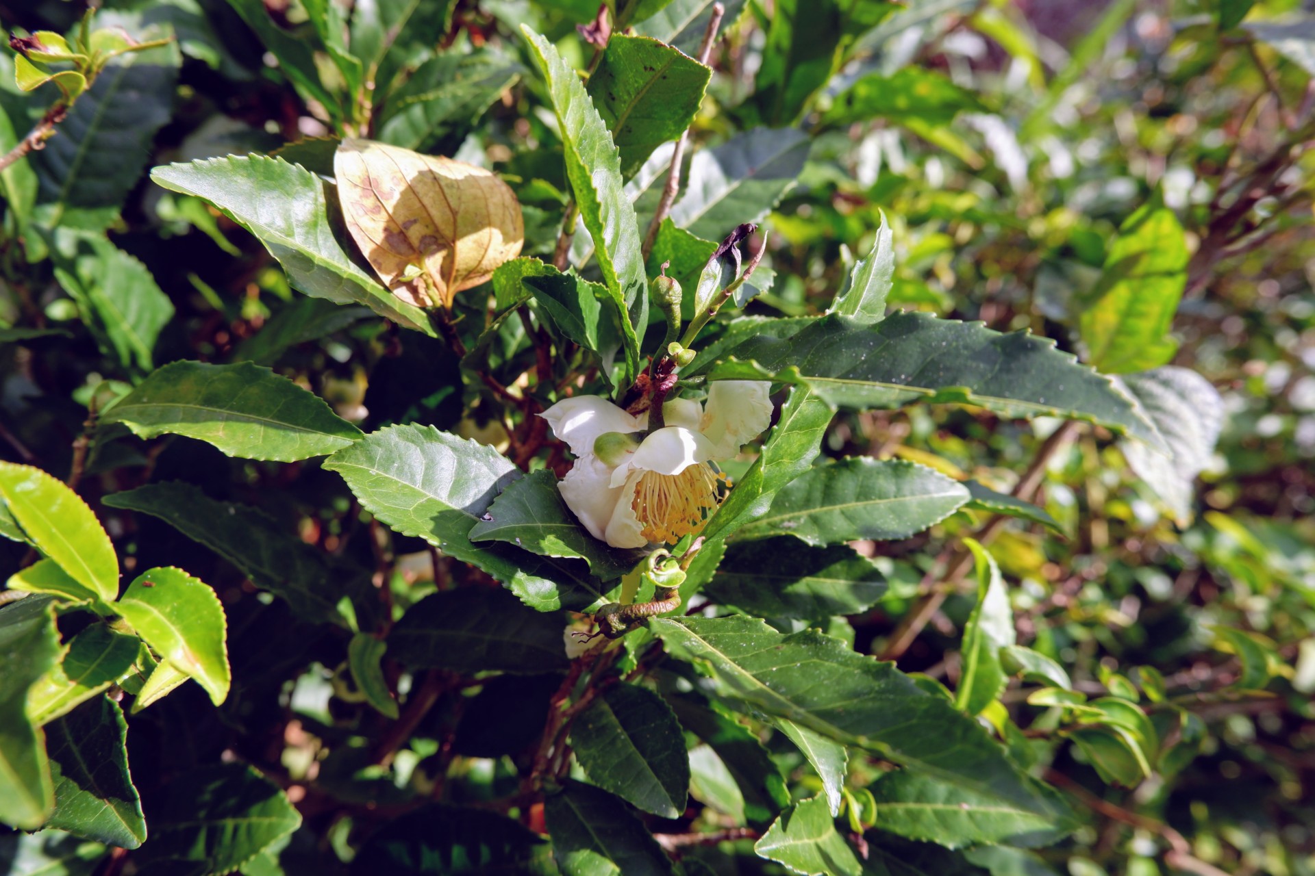 ふらり流れ着いた耶馬溪で二人らしい田舎暮らしを模索する日々。