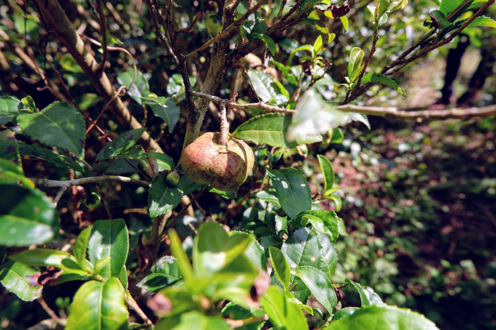 ふらり流れ着いた耶馬溪で二人らしい田舎暮らしを模索する日々。