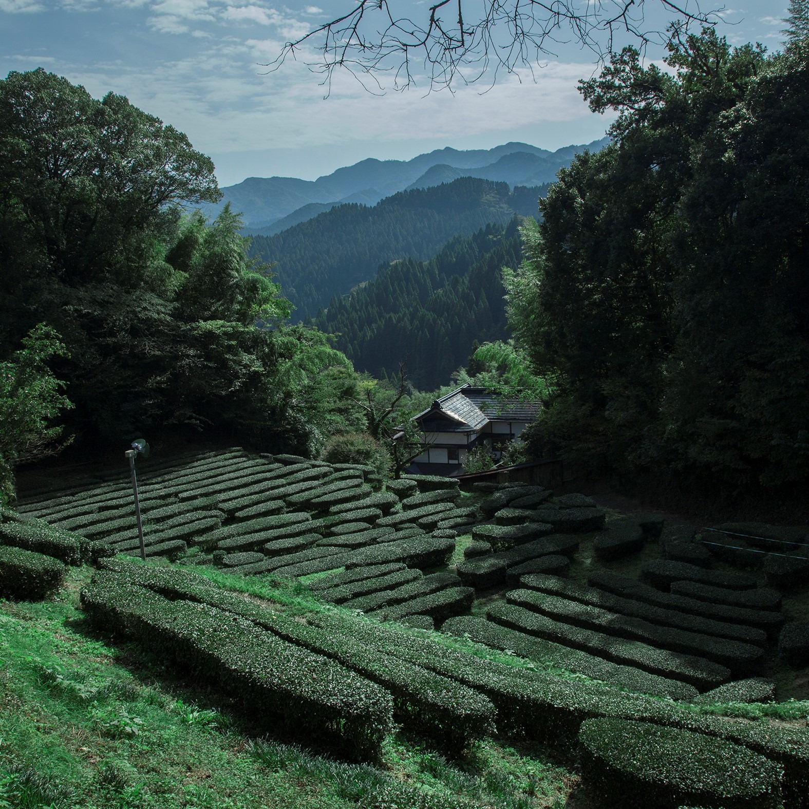 東京・アメリカ育ち。日田市中津江村を元気にしてくれるアクティブな田島山業のお嫁さん。