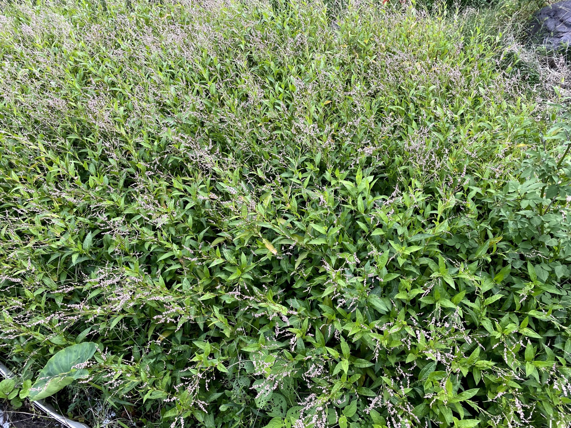 温泉染めを自らの手で文化として確立したい。旅を経て別府から見据える“未来”へ。