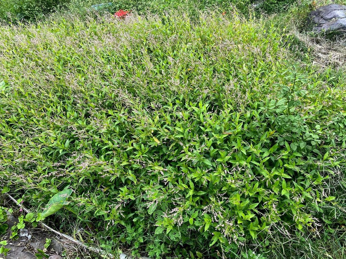 ユキハシさんが育てている藍