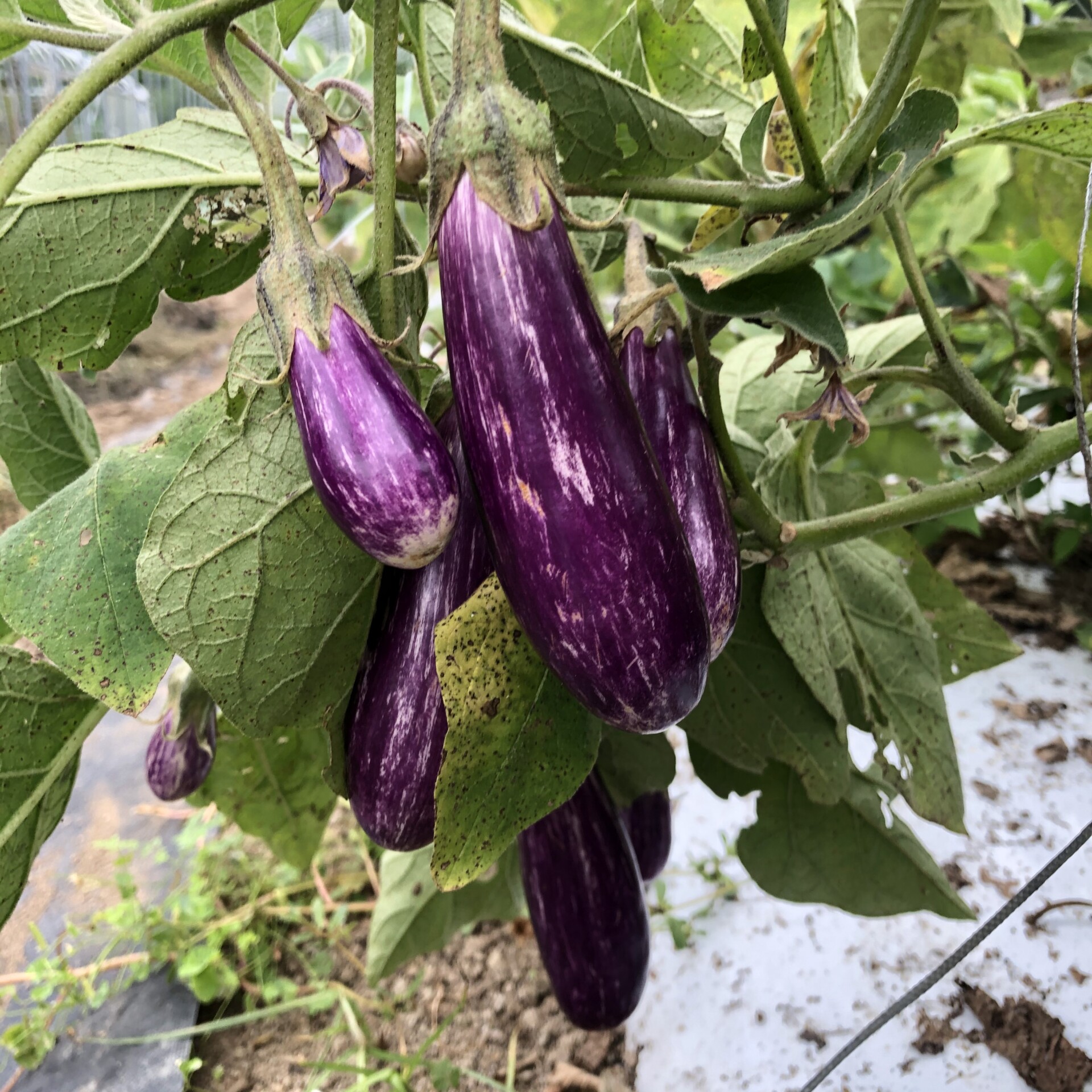 30年続けたデザイナーとしてのキャリアから離れ、伐株山の麓ではじめた自然溢れる暮らし。