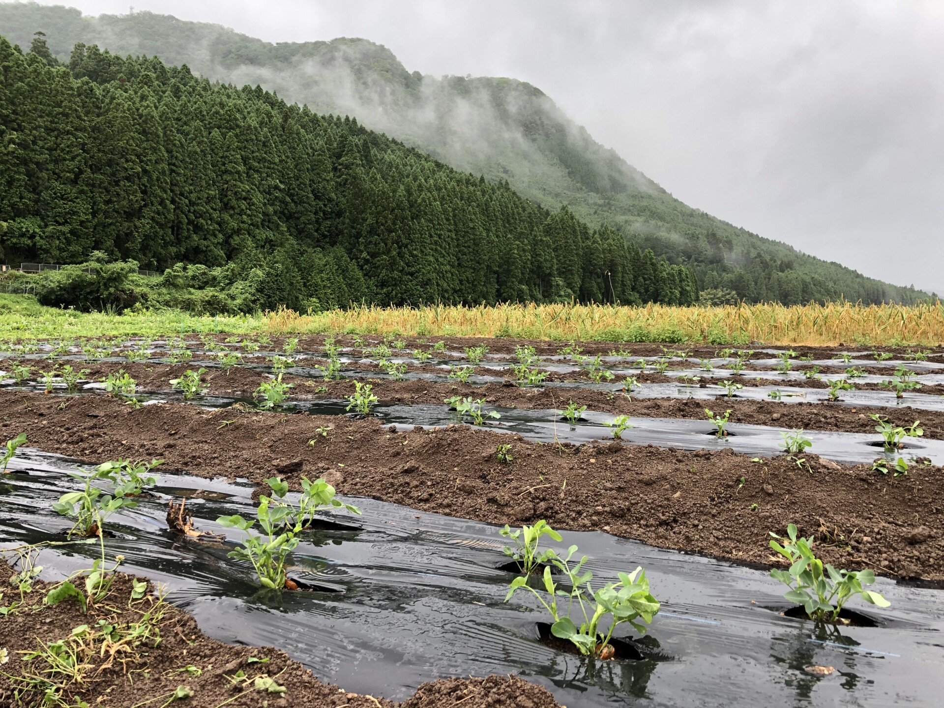 30年続けたデザイナーとしてのキャリアから離れ、伐株山の麓ではじめた自然溢れる暮らし。