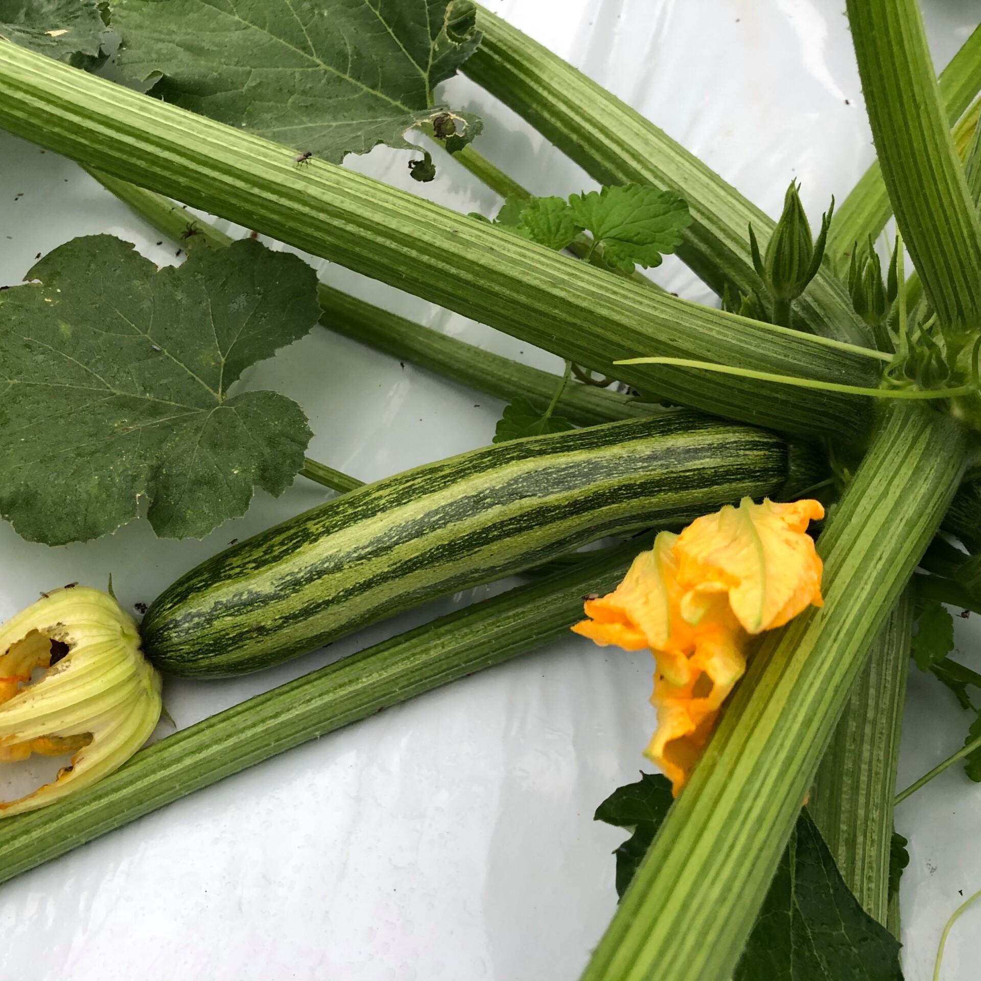 30年続けたデザイナーとしてのキャリアから離れ、伐株山の麓ではじめた自然溢れる暮らし。