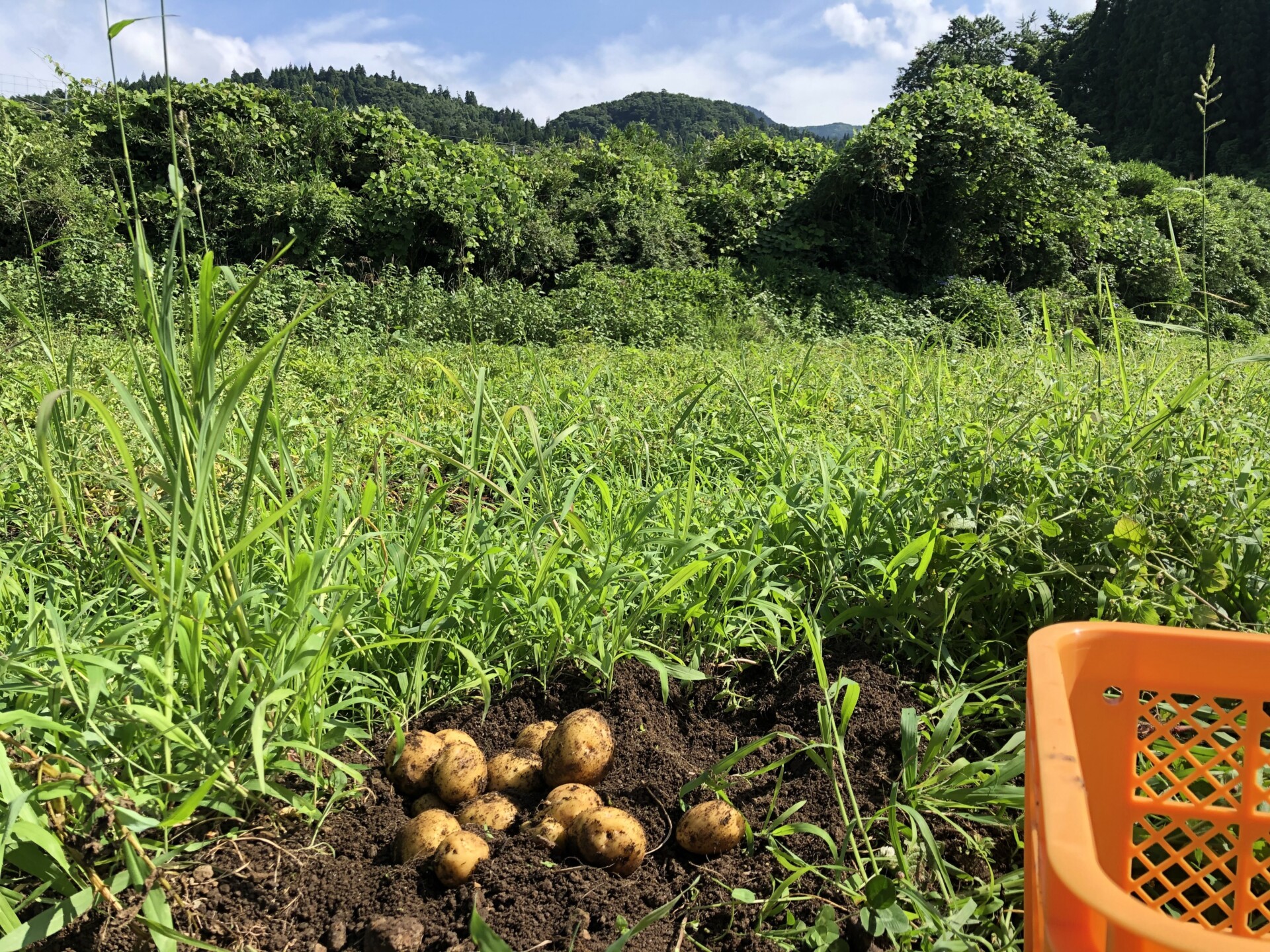 30年続けたデザイナーとしてのキャリアから離れ、伐株山の麓ではじめた自然溢れる暮らし。