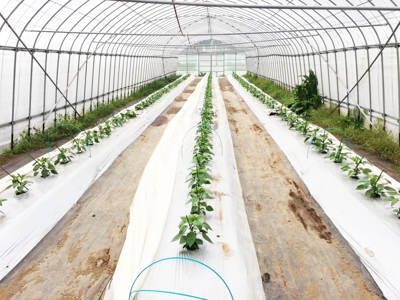 30年続けたデザイナーとしてのキャリアから離れ、伐株山の麓ではじめた自然溢れる暮らし。