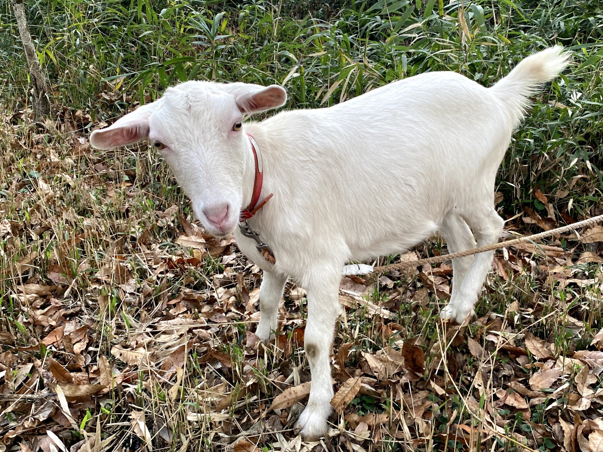 都会での生活から一転、起業のために縁もゆかりもない玖珠町へ。想いを実現するための田舎暮らし。