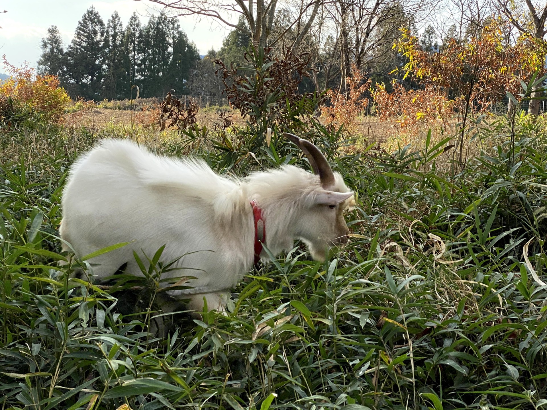 都会での生活から一転、起業のために縁もゆかりもない玖珠町へ。想いを実現するための田舎暮らし。