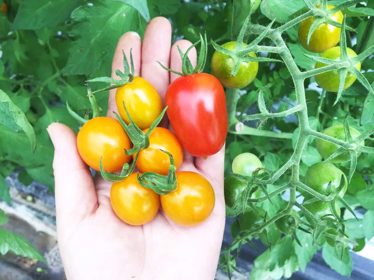 30年続けたデザイナーとしてのキャリアから離れ、伐株山の麓ではじめた自然溢れる暮らし。