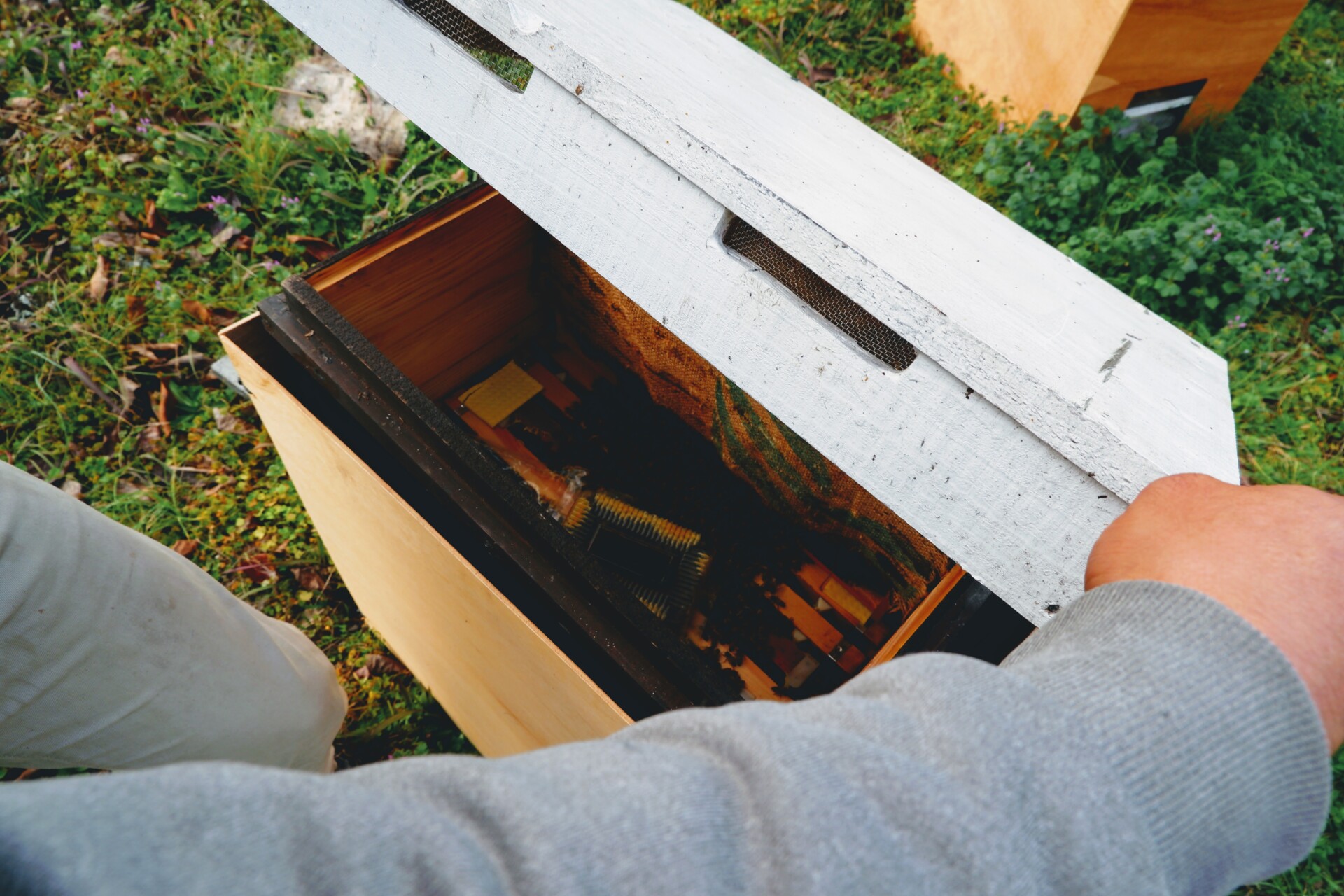 耶馬溪だからこそできるはちみつで就労支援をしていきたいtateyama honeyの想い。