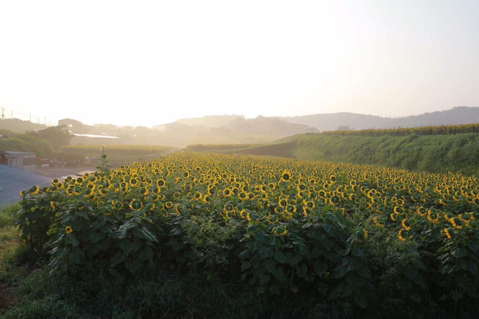 ベリーダンスと子育てを通じて自然を身近に感じる暖かな暮らし。