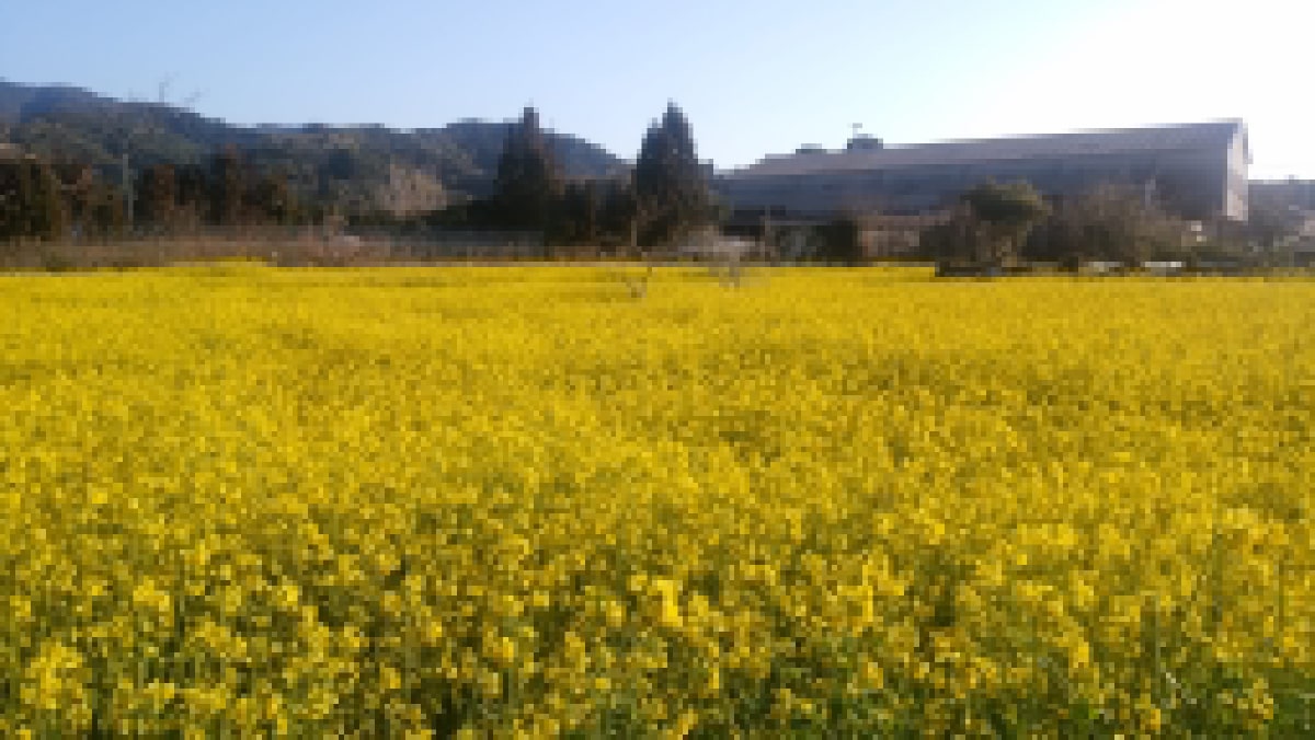 菜の花畑