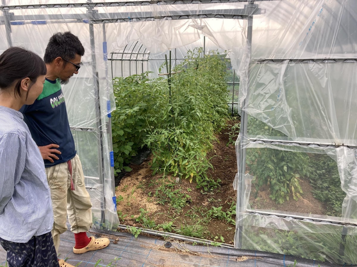 ハウスで無農薬野菜の栽培