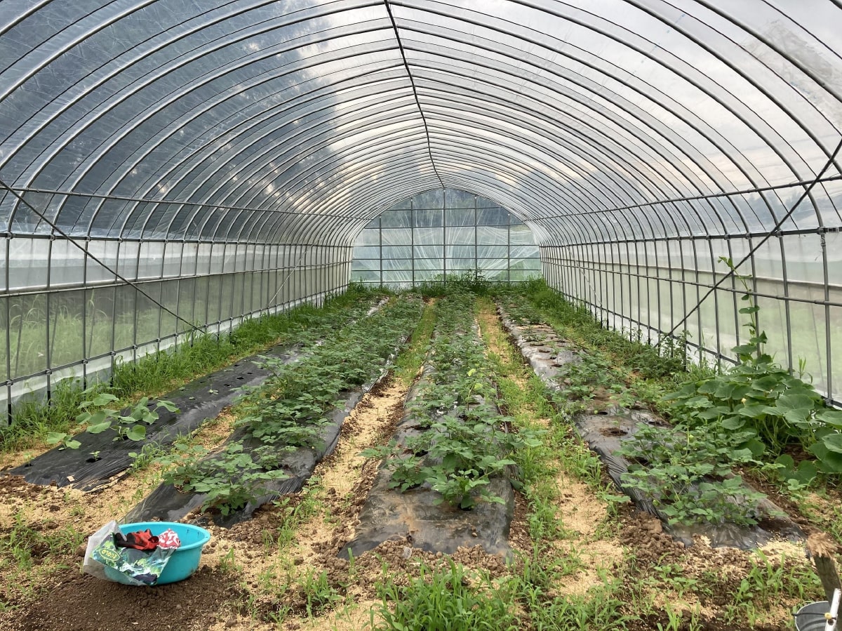 無農薬野菜を育てているビニールハウス