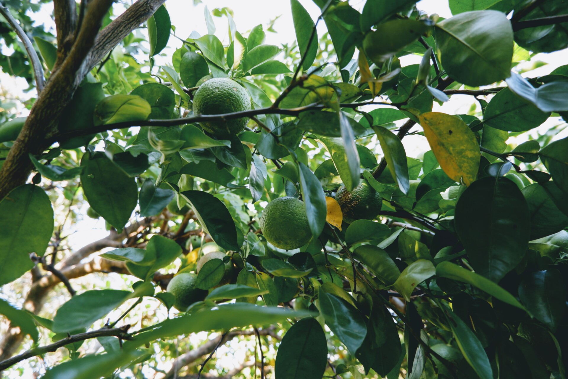 想いを言葉にすれば、助けてくれる杵築の人々に支えられ、自らの手で0から作る杵築暮らし。