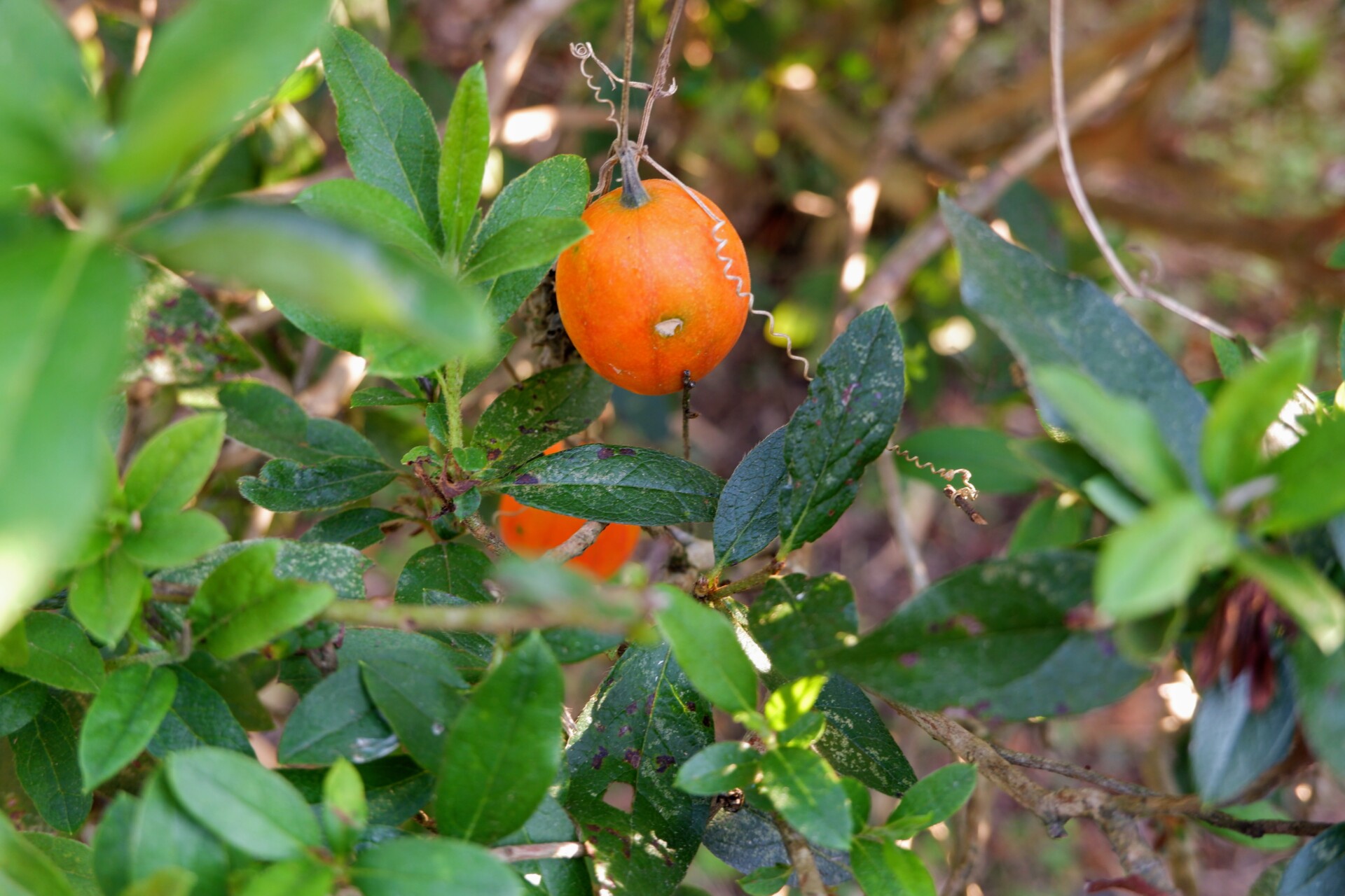 想いを言葉にすれば、助けてくれる杵築の人々に支えられ、自らの手で0から作る杵築暮らし。