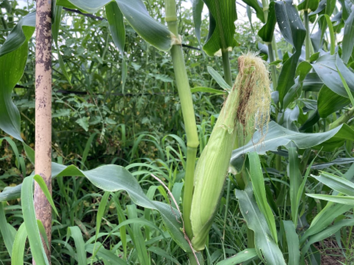 無農薬でそだったとうもろこし