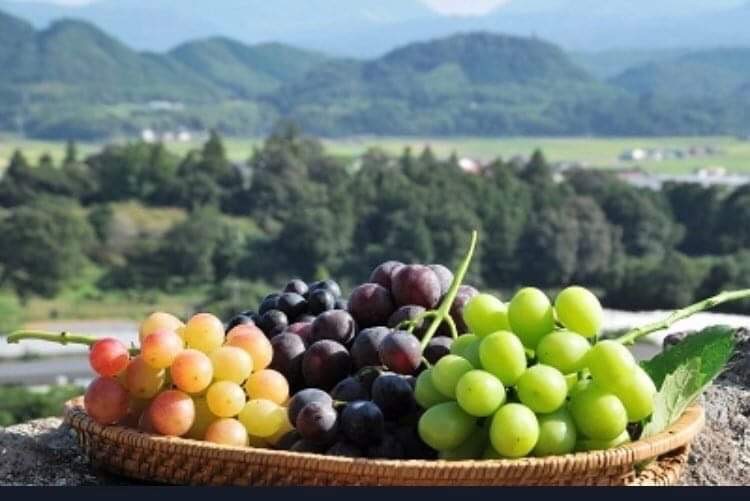 大分県で働こう!~農業編〜安心院から農業に新たな風を吹き込む農家集団