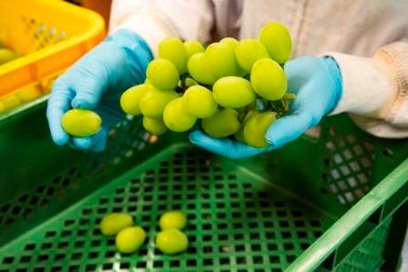 大分県で働こう!~農業編〜安心院から農業に新たな風を吹き込む農家集団