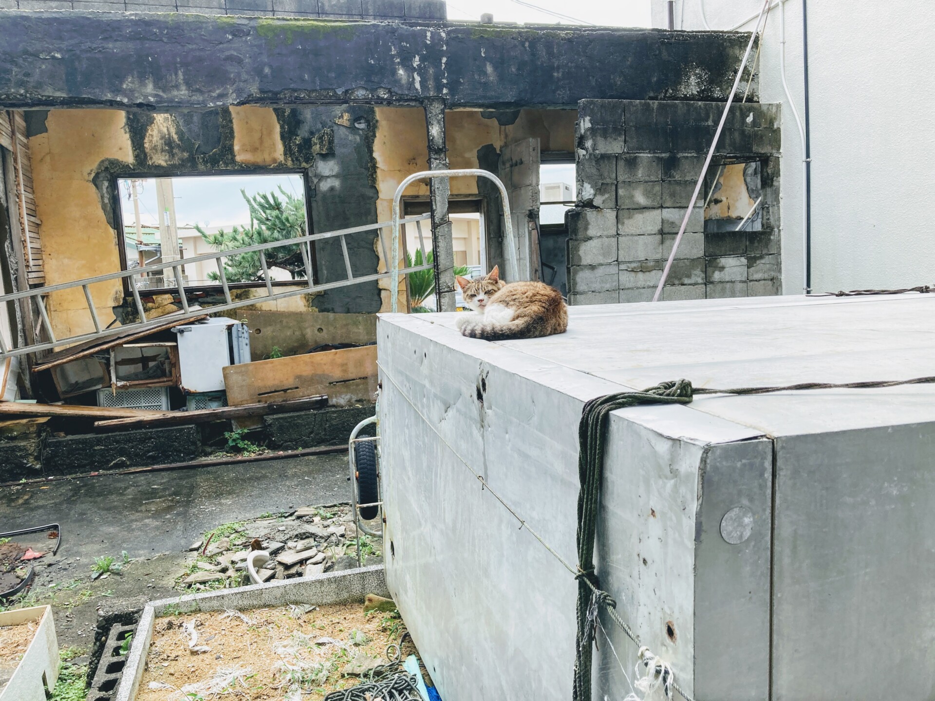 子どもは島に3人だけ。一周回って最先端の島で暮らしをみんなで作ろう。