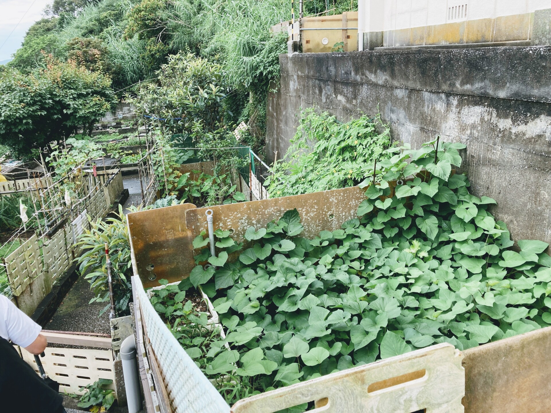 子どもは島に3人だけ。一周回って最先端の島で暮らしをみんなで作ろう。