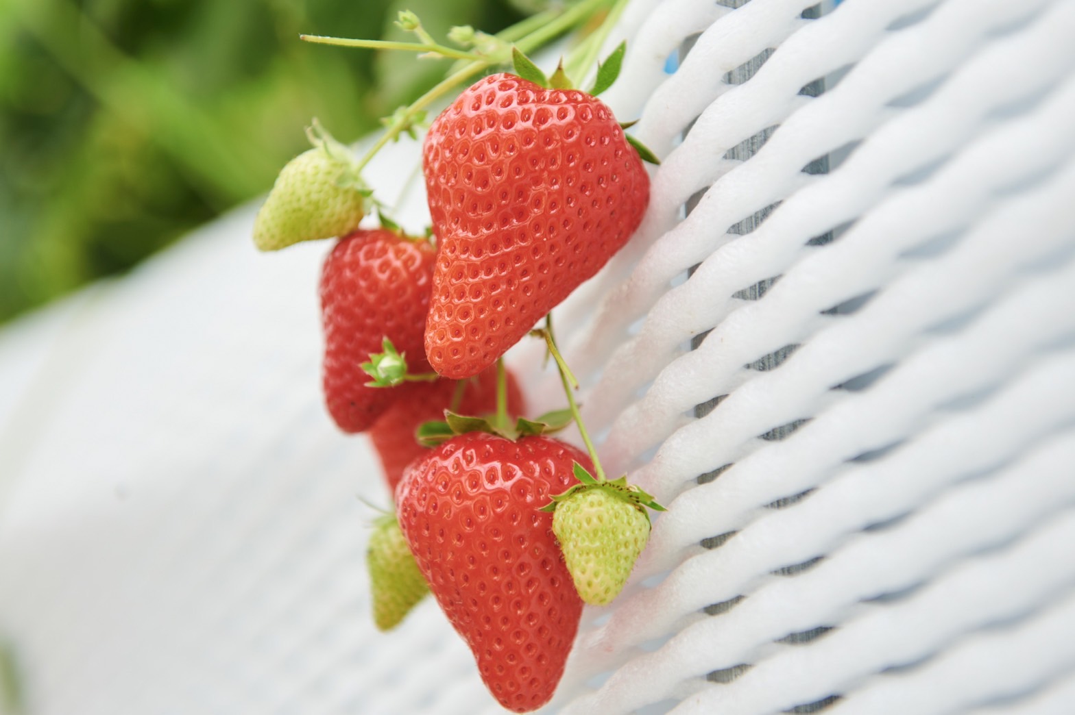 自営にチャレンジしたいという想いから辿り着いたいちご農家。夫婦二人三脚で丁寧に積み上げる新たな暮らし。