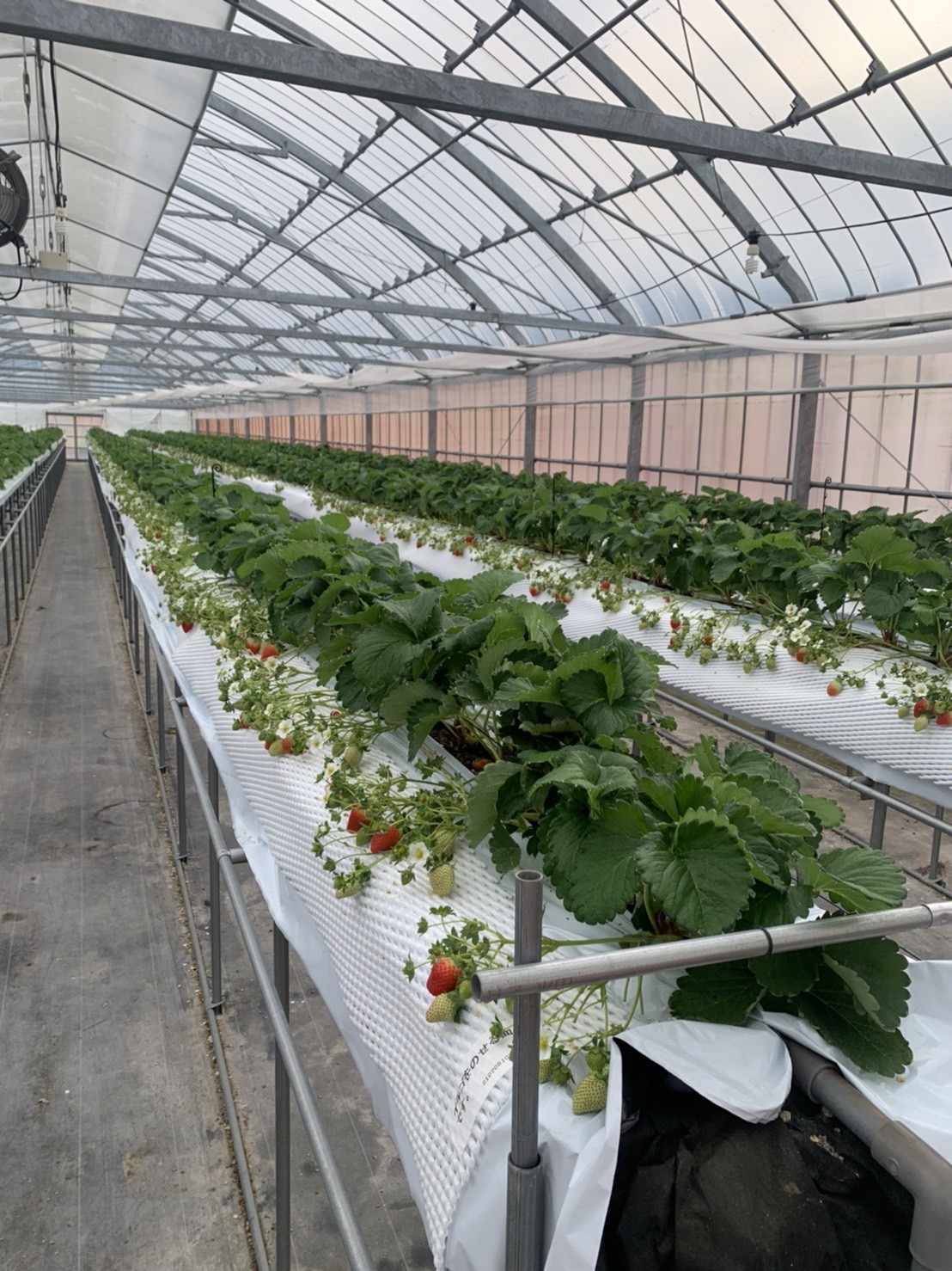 自営にチャレンジしたいという想いから辿り着いたいちご農家。夫婦二人三脚で丁寧に積み上げる新たな暮らし。