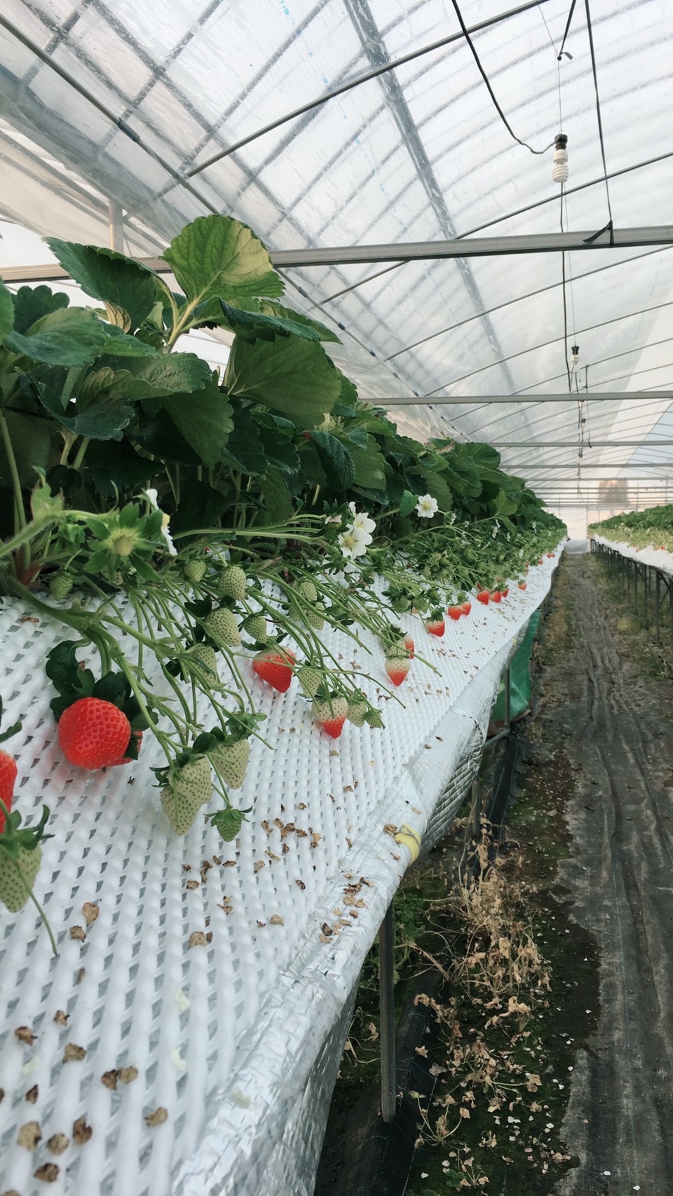 自営にチャレンジしたいという想いから辿り着いたいちご農家。夫婦二人三脚で丁寧に積み上げる新たな暮らし。