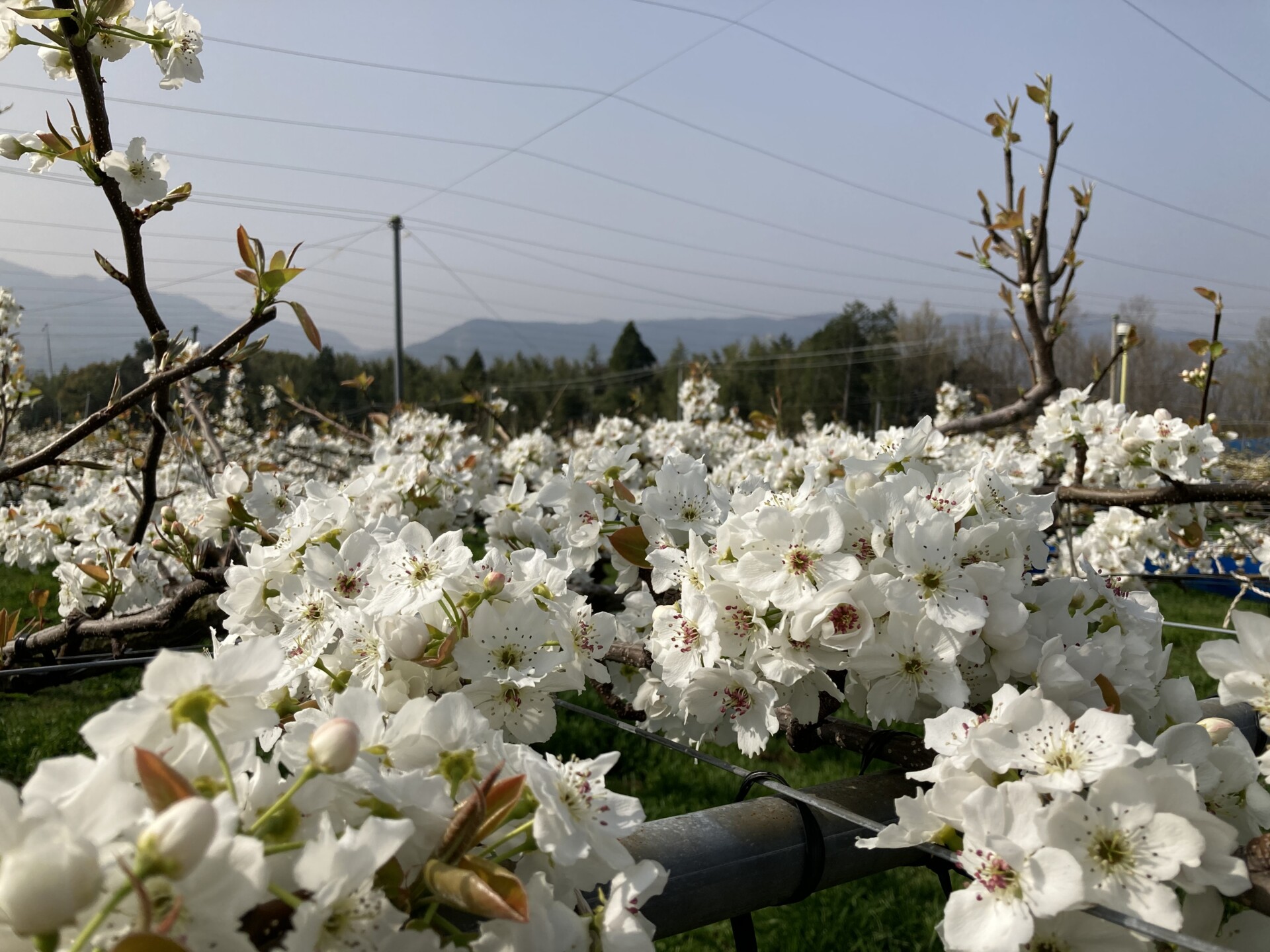 脱サラし農地を求めてたどり着いた由布市で送る、初めての田舎暮らし。