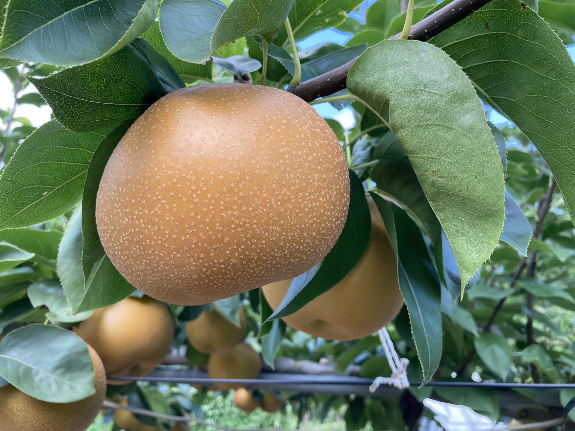 脱サラし農地を求めてたどり着いた由布市で送る、初めての田舎暮らし。