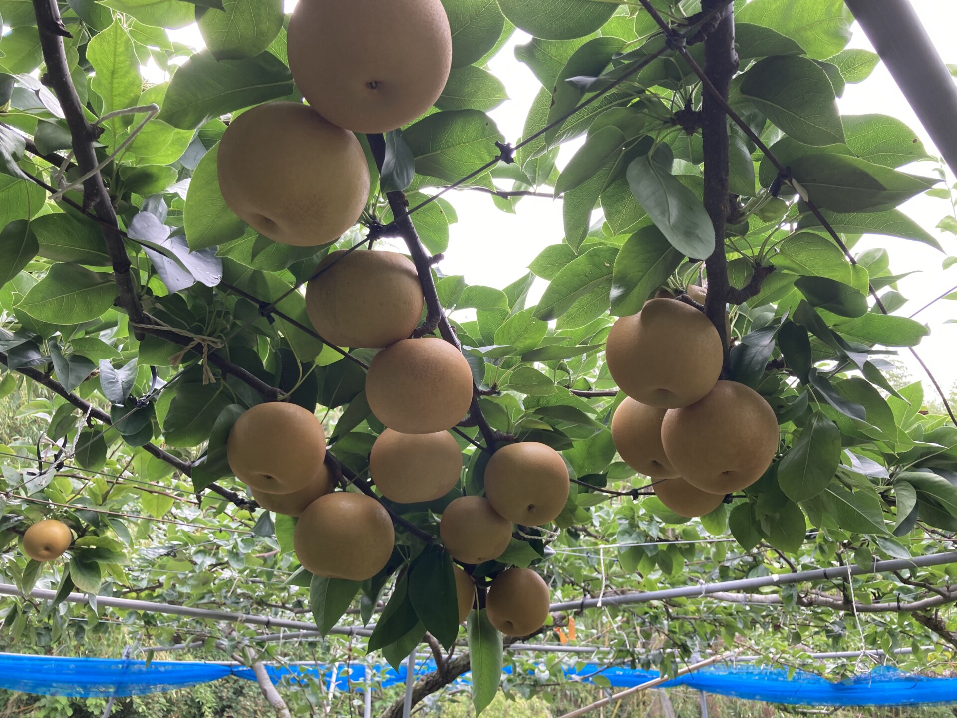 脱サラし農地を求めてたどり着いた由布市で送る、初めての田舎暮らし。