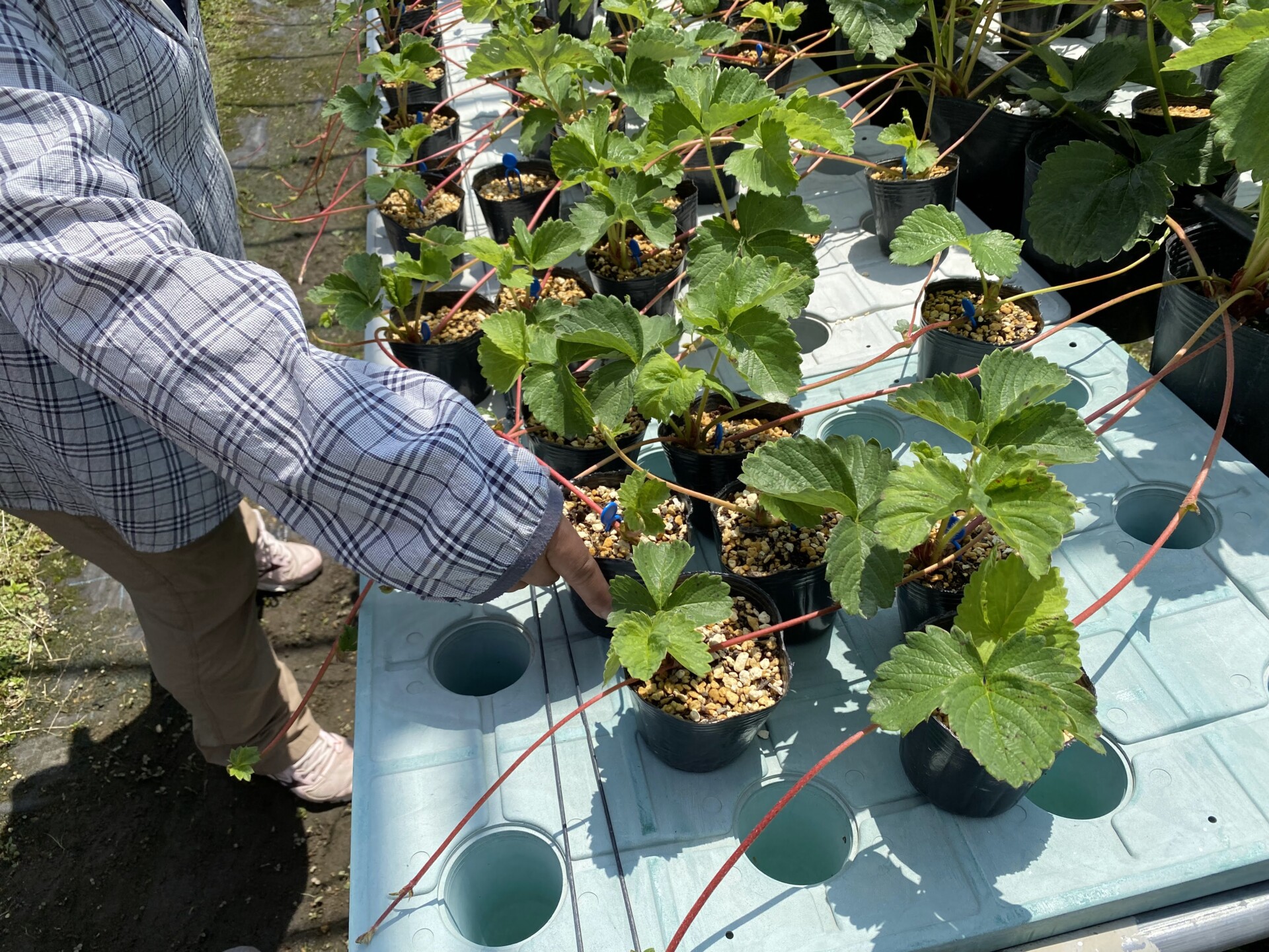 自営にチャレンジしたいという想いから辿り着いたいちご農家。夫婦二人三脚で丁寧に積み上げる新たな暮らし。