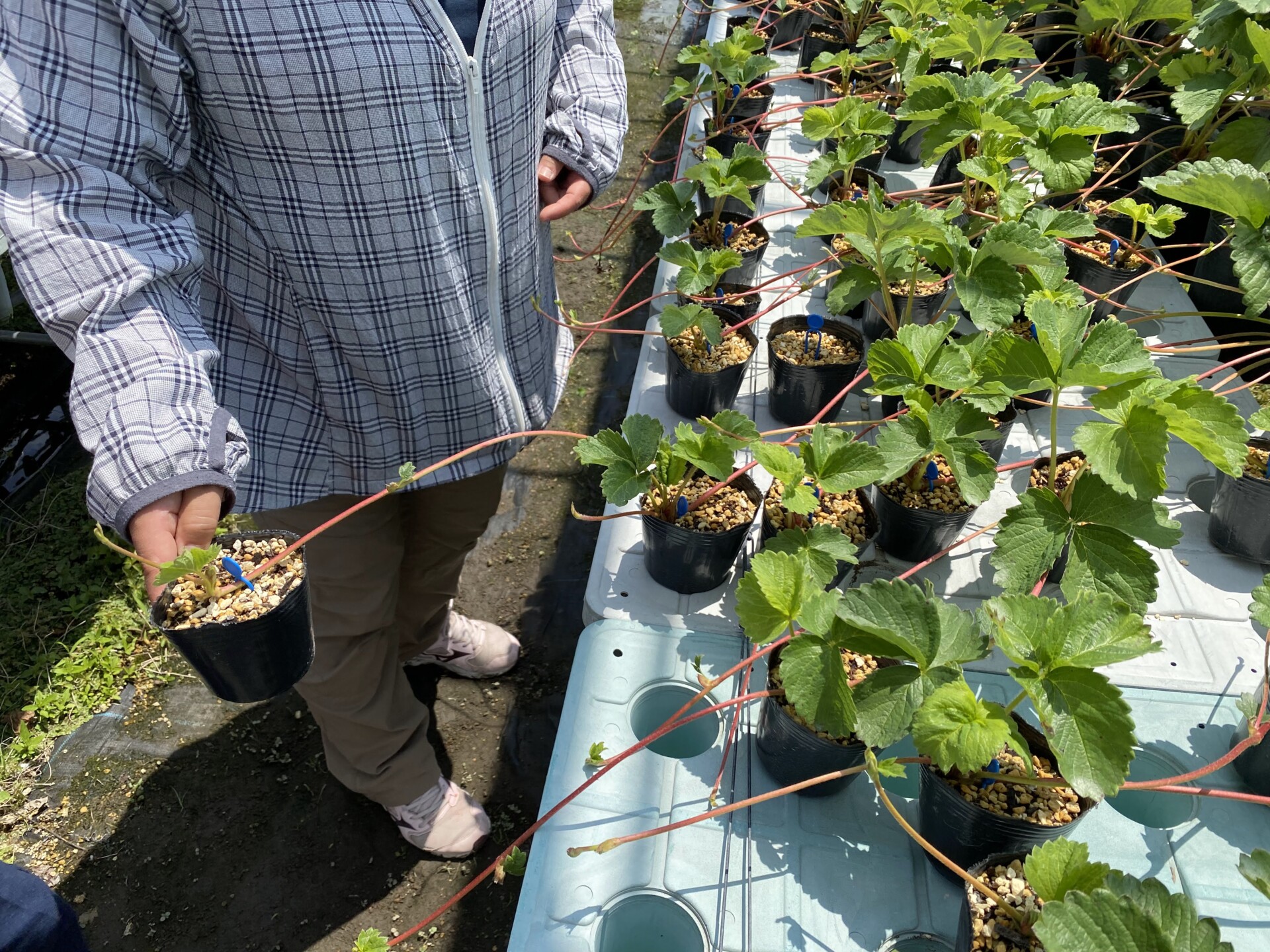 自営にチャレンジしたいという想いから辿り着いたいちご農家。夫婦二人三脚で丁寧に積み上げる新たな暮らし。