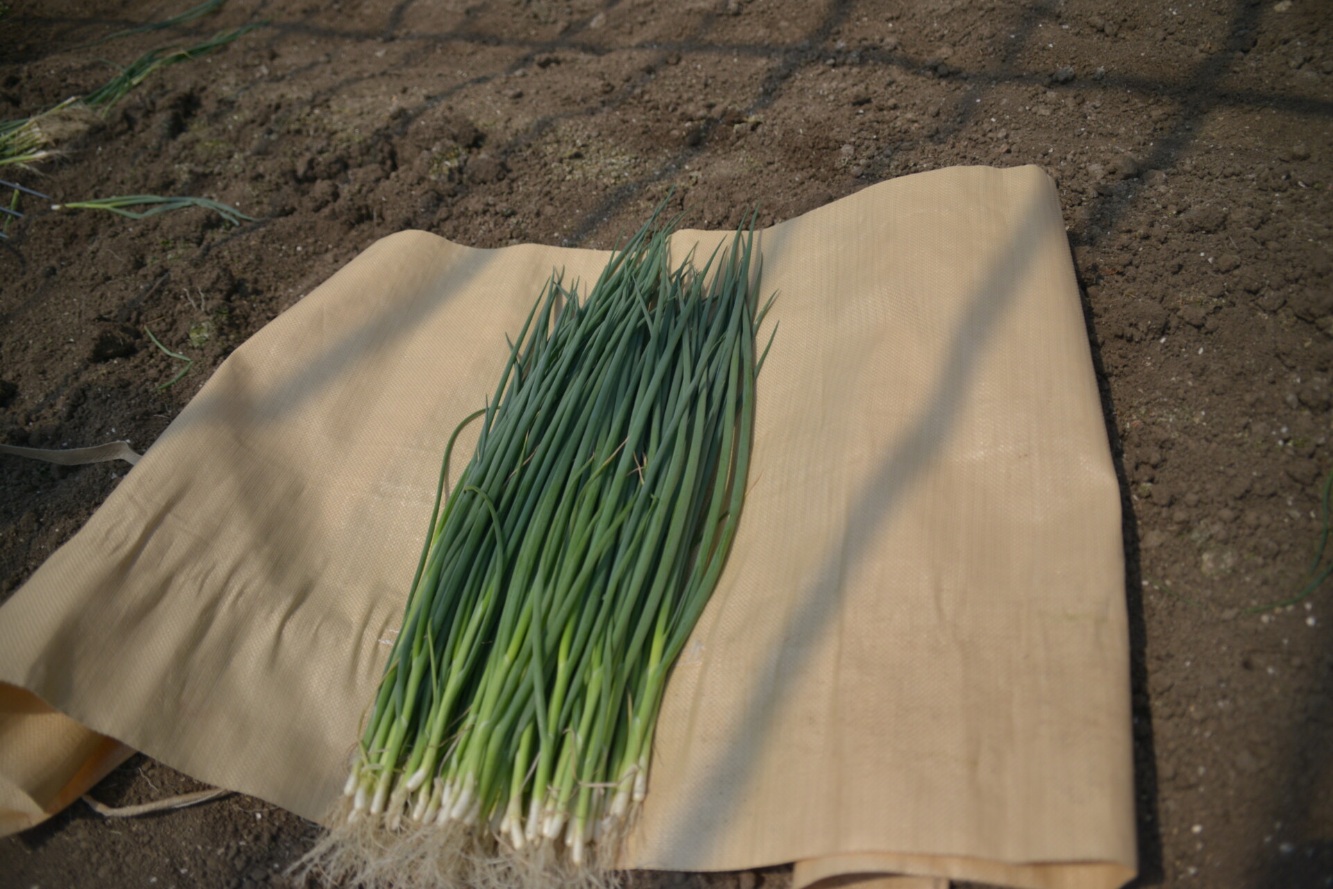 都会の生活から、就農を通じて新たな道へ。大好きな自然に囲まれた田舎暮らし。