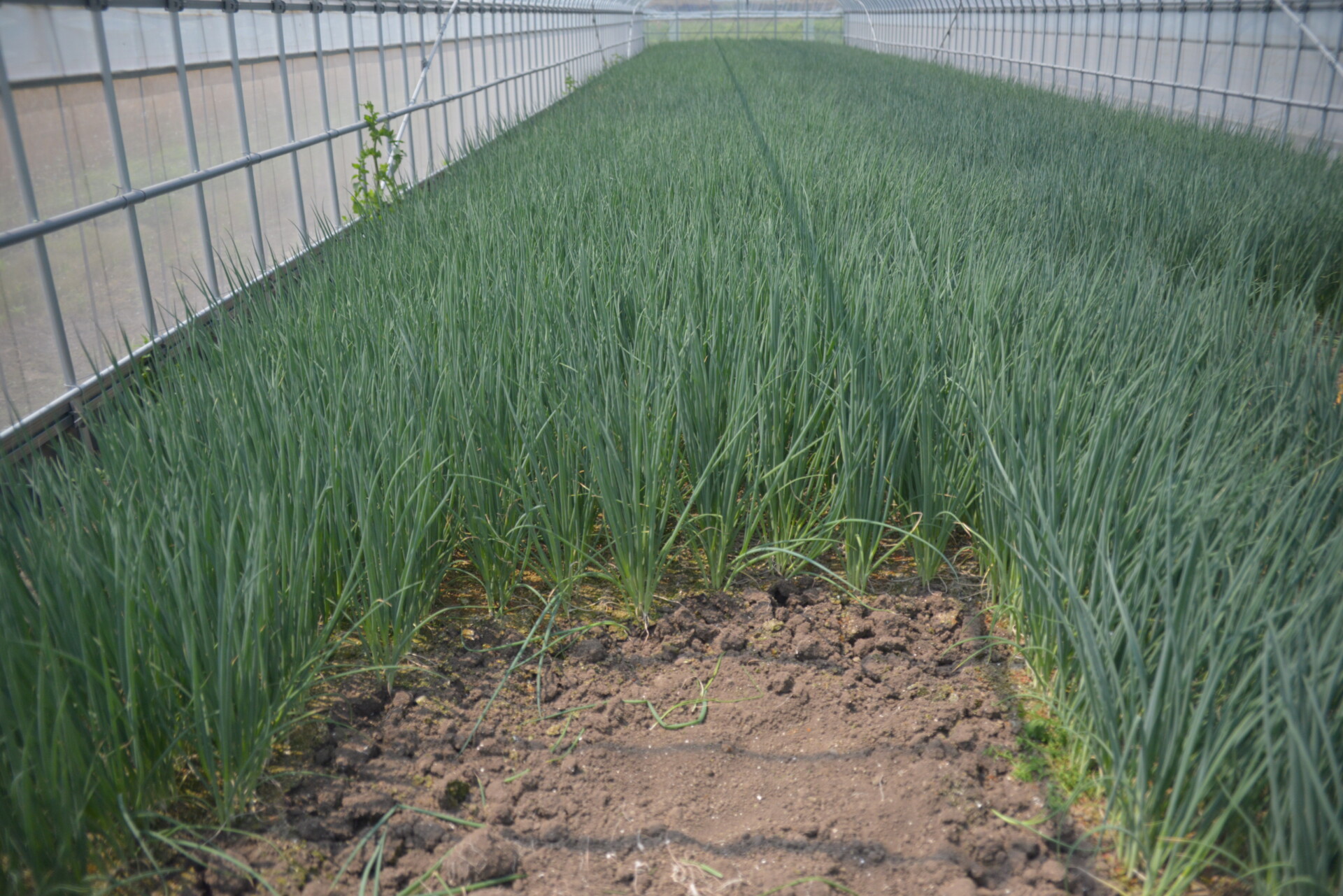 都会の生活から、就農を通じて新たな道へ。大好きな自然に囲まれた田舎暮らし。