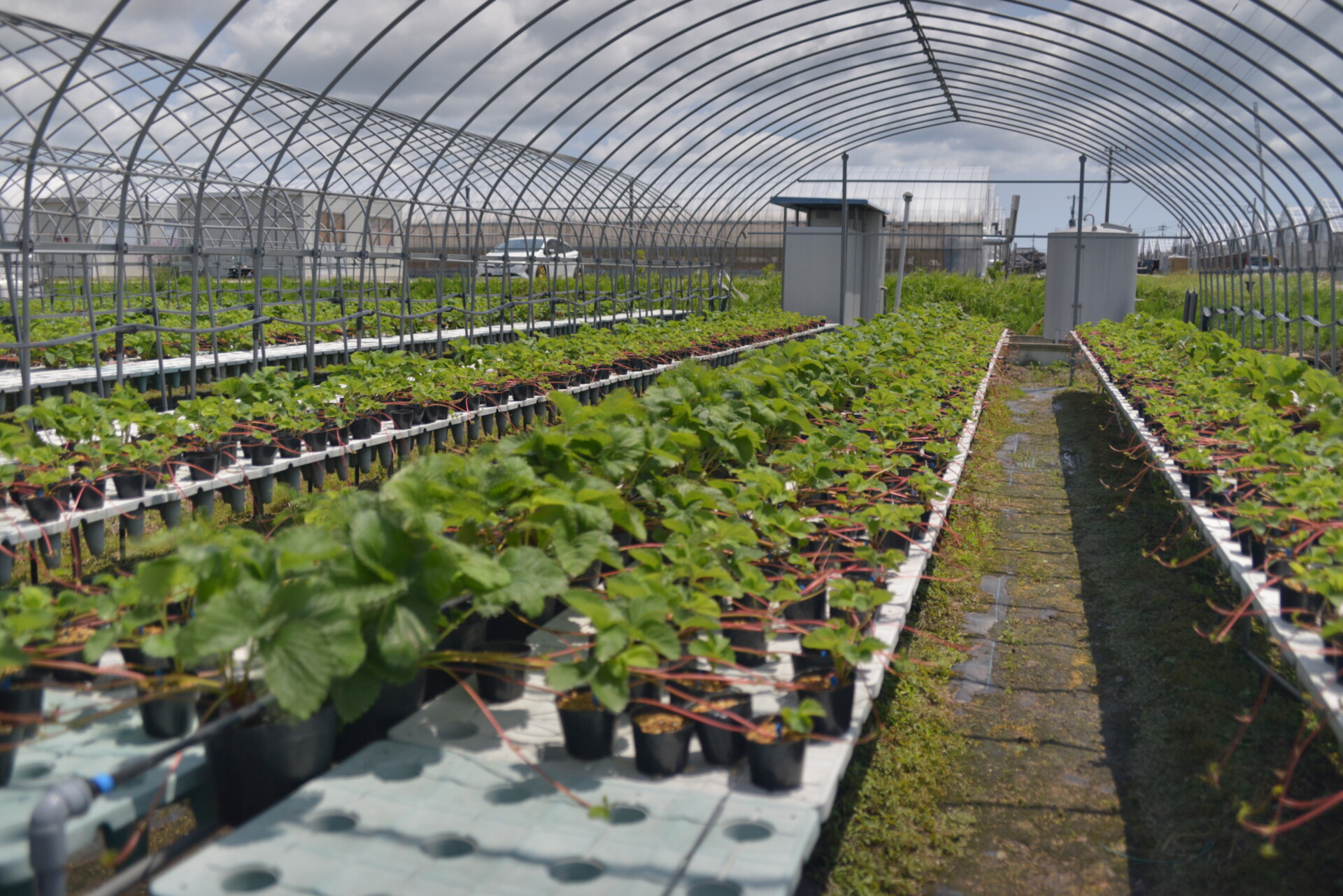 自営にチャレンジしたいという想いから辿り着いたいちご農家。夫婦二人三脚で丁寧に積み上げる新たな暮らし。