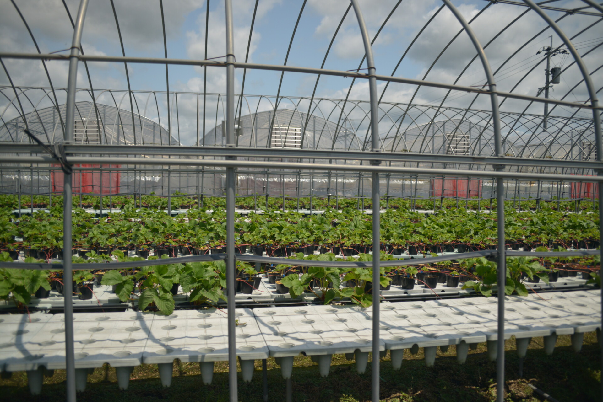 自営にチャレンジしたいという想いから辿り着いたいちご農家。夫婦二人三脚で丁寧に積み上げる新たな暮らし。