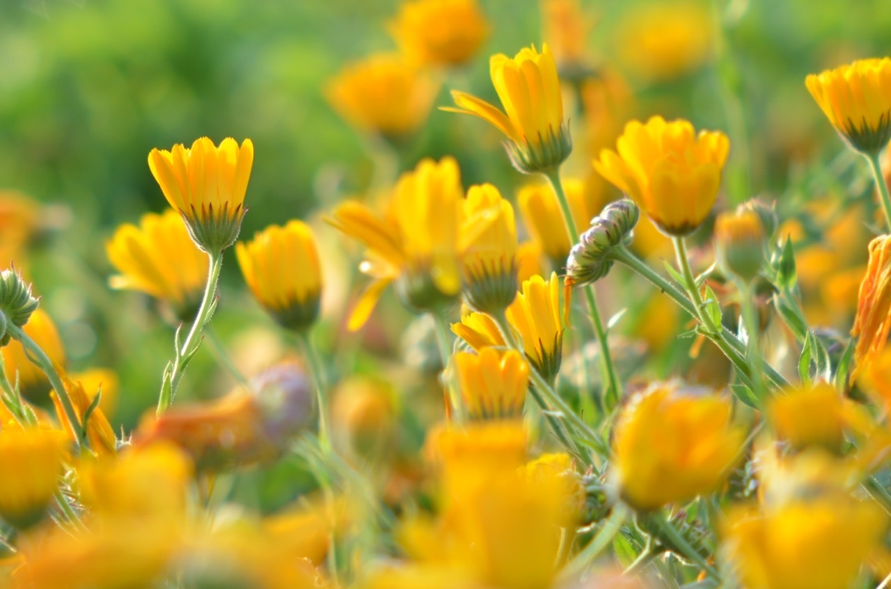 玉川さんが撮影した姫島村に咲く花