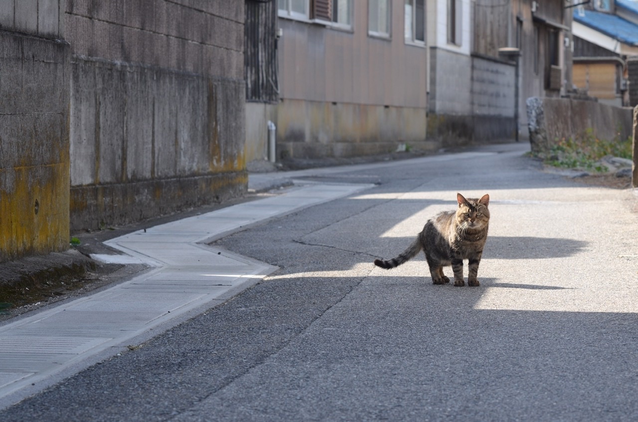 気分転換で訪れた離島。そこにあったのは過ごしやすい環境と温かい人との暮らし。