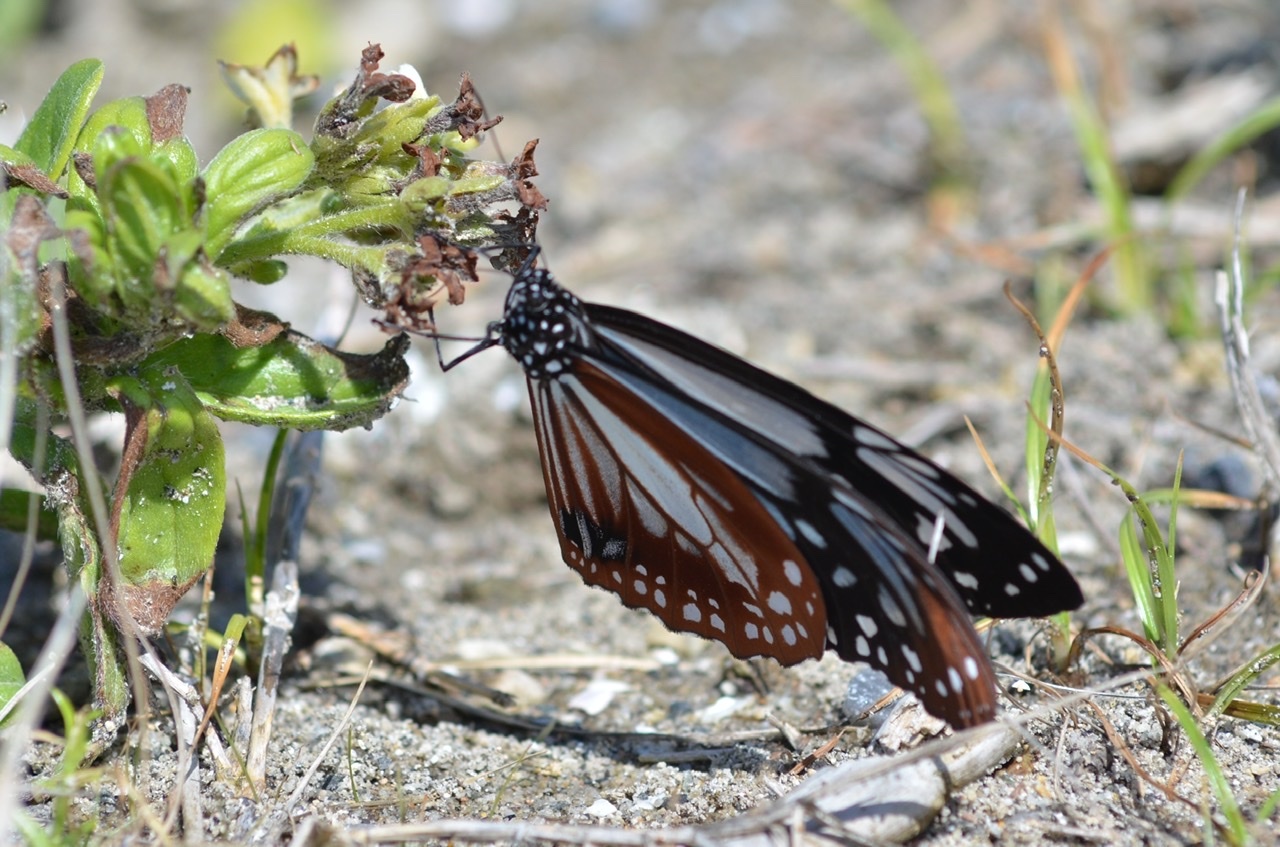 気分転換で訪れた離島。そこにあったのは過ごしやすい環境と温かい人との暮らし。