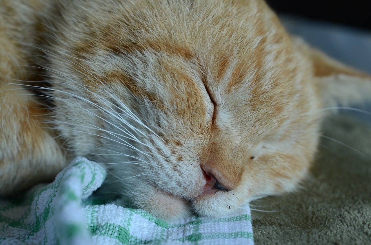 玉川さんが撮影した姫島村の猫