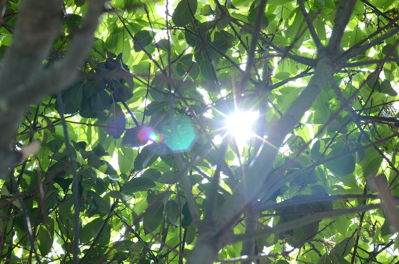 玉川さんが撮影した自然を感じる1枚