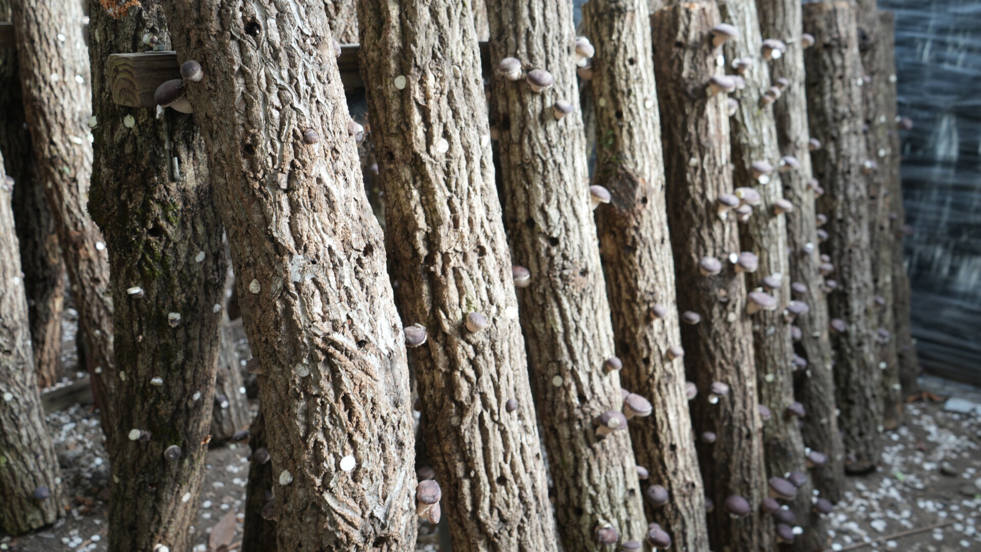 夫婦それぞれの想いが重なり、夢を実現できる地域へ移住。九重町で始めた新規就農と自給自足への挑戦。