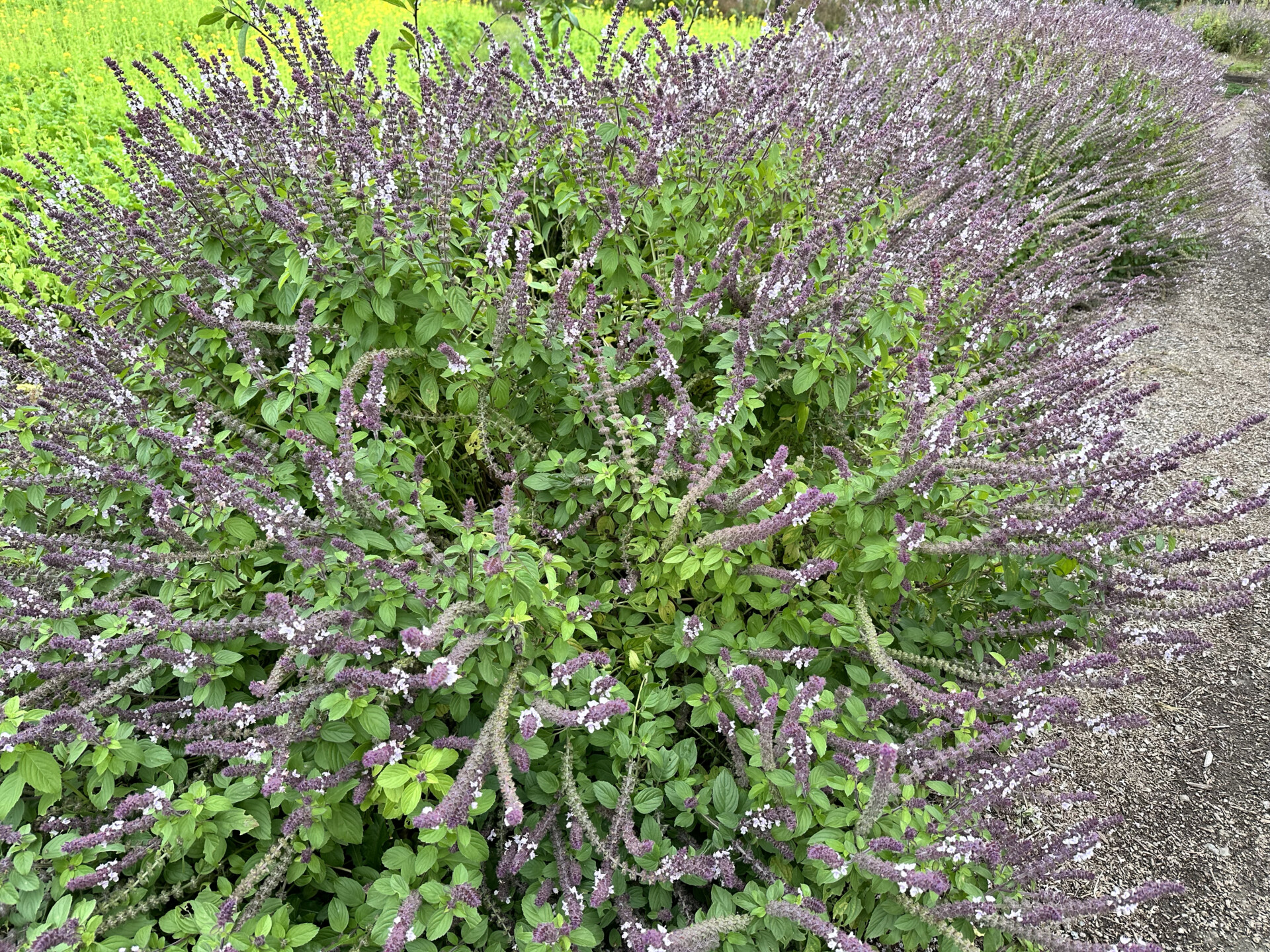 SNSをきっかけに、想い続けた仕事に転職するために日出町へ移住。都会と田舎のギャップを感じない暮らし。