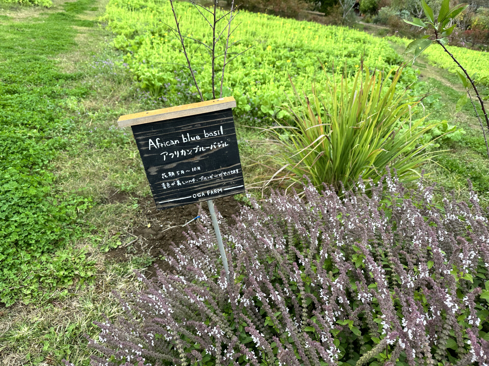 SNSをきっかけに、想い続けた仕事に転職するために日出町へ移住。都会と田舎のギャップを感じない暮らし。