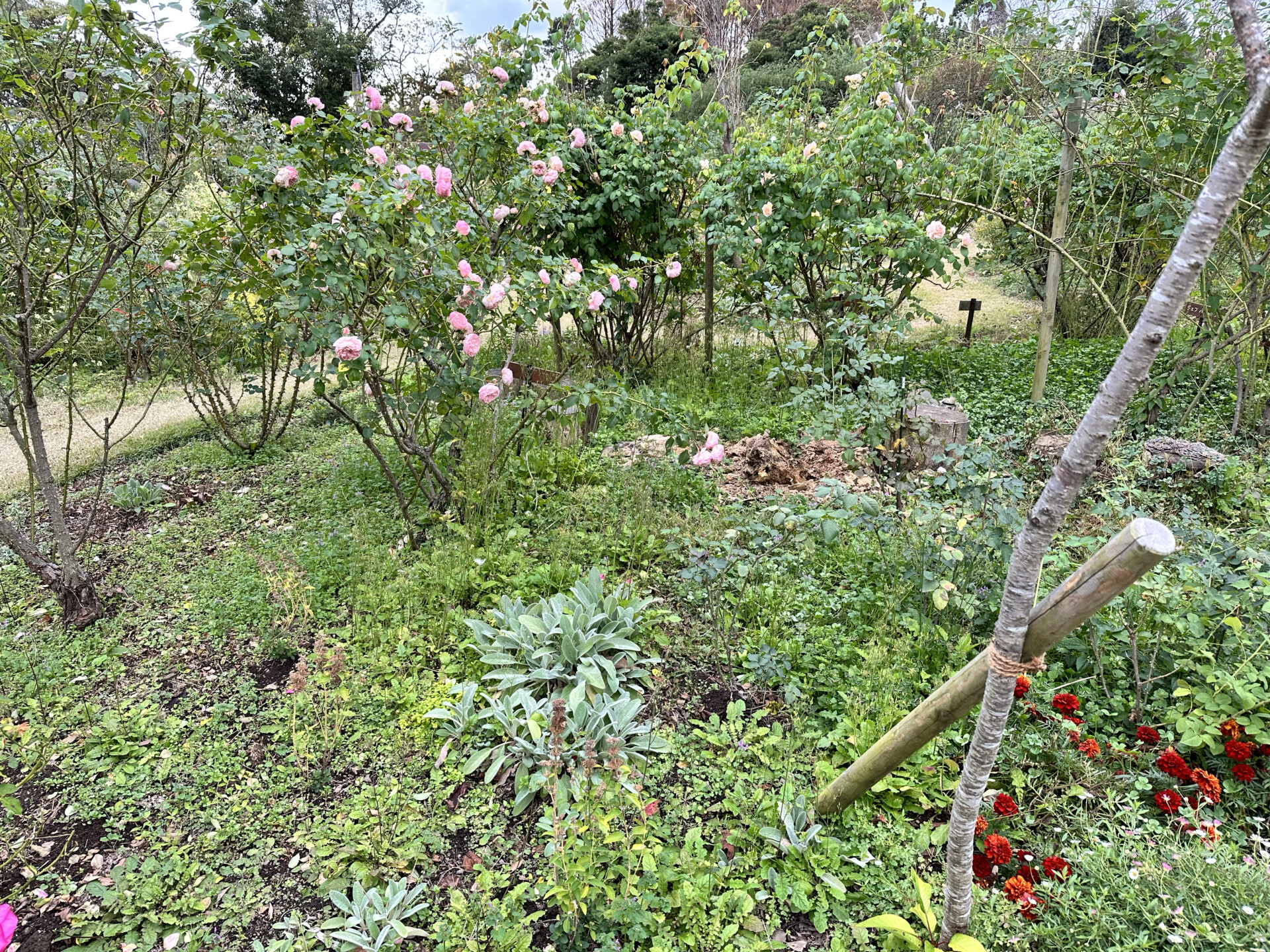 SNSをきっかけに、想い続けた仕事に転職するために日出町へ移住。都会と田舎のギャップを感じない暮らし。