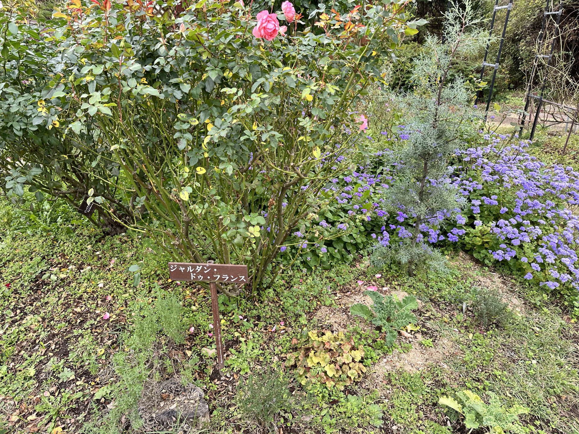 SNSをきっかけに、想い続けた仕事に転職するために日出町へ移住。都会と田舎のギャップを感じない暮らし。